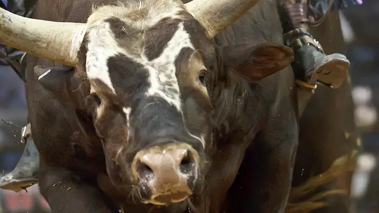 Bushwacker sidelined