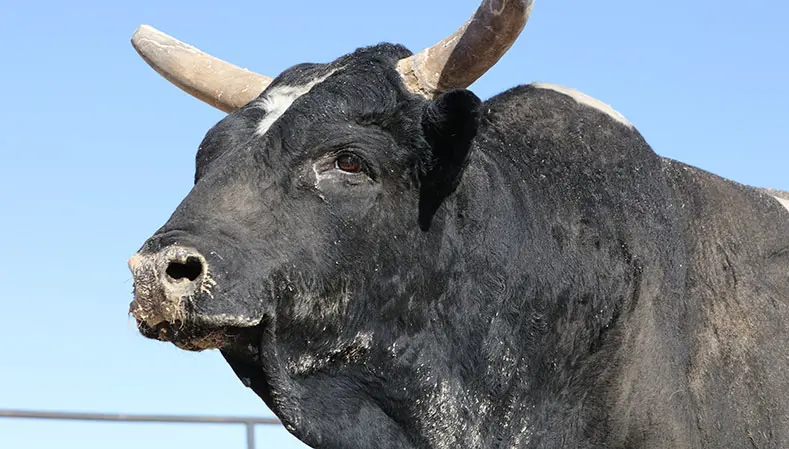 Spotted Demon ready for his swan song at 2020 PBR World Finals