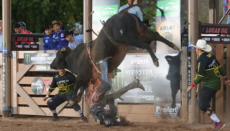 Chiseled heading into World Finals full of momentum and fresh off second consecutive PRCA Bull of the Year title