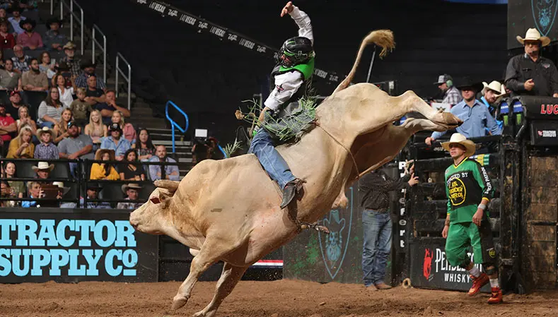 Vote for the YETI Fan Favorite Bull