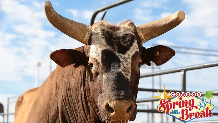 Retired Bushwacker returns to Las Vegas