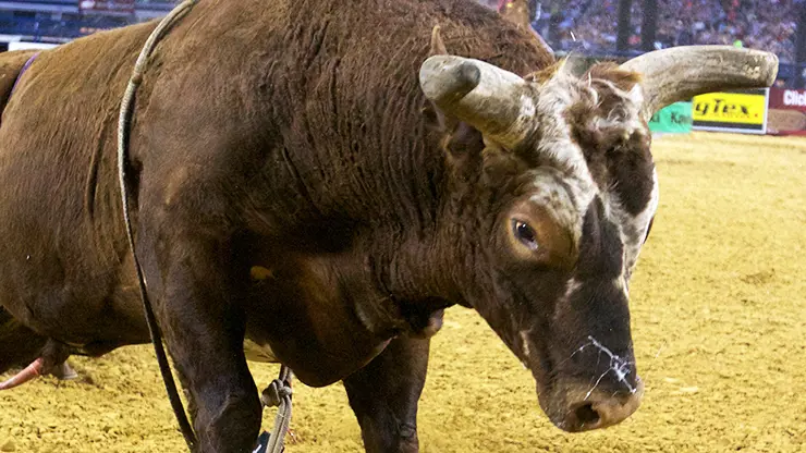 Morenos adjusting to hauling Bushwacker