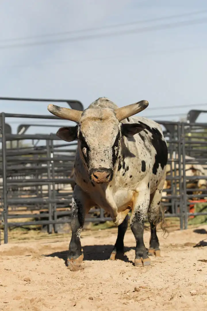 8b663bb8-e6a4-4035-bcff-7721d4fadd95