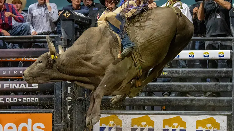 Dittmann can’t ask for anymore of Cattle King Boogers Beach in the race to be crowned 2021 YETI PBR Australia Bull of the Year