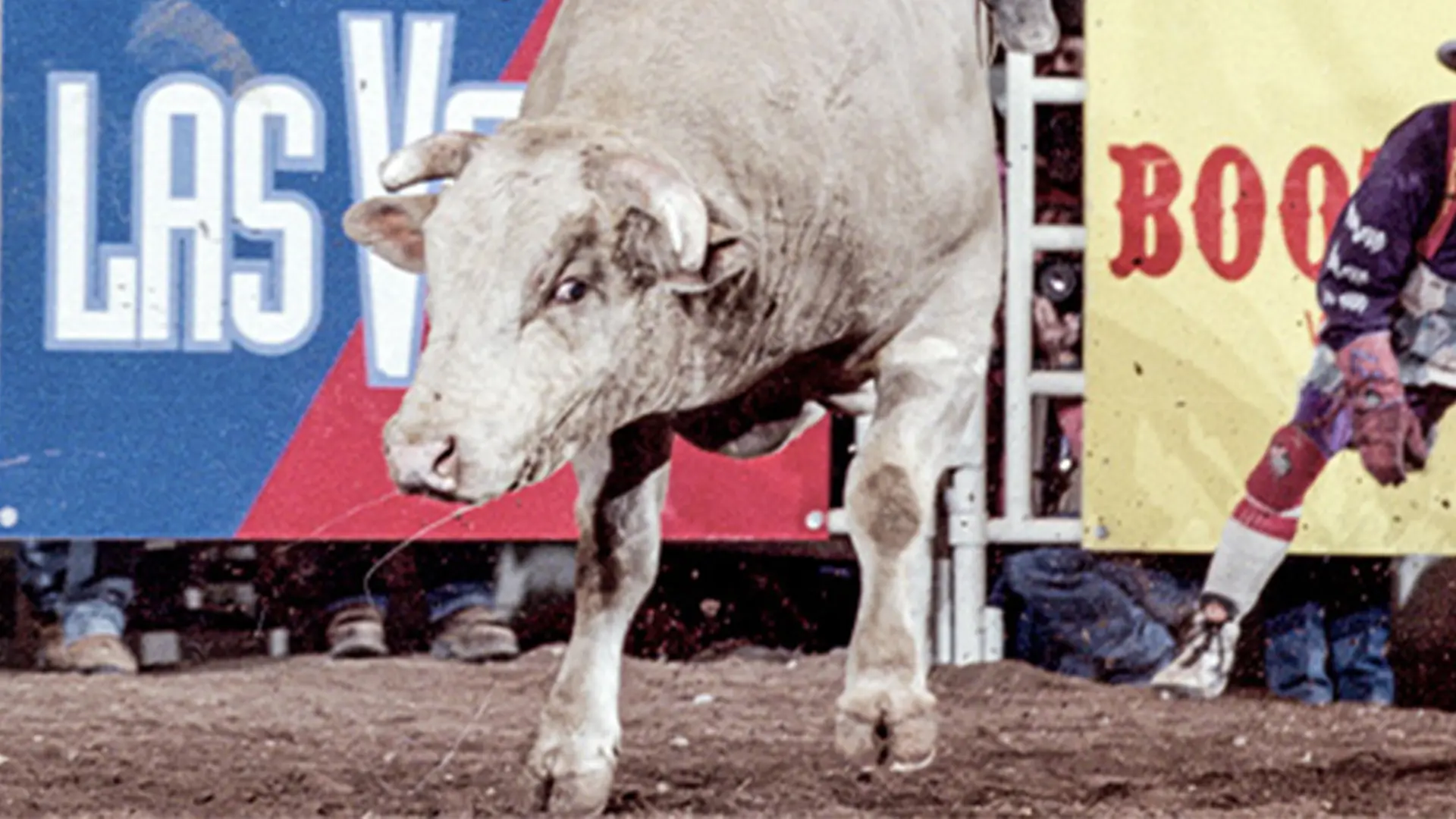 102 Promiseland takes his place among PBR’s legendary bovine athletes 27 years after being crowned World Champion Bull