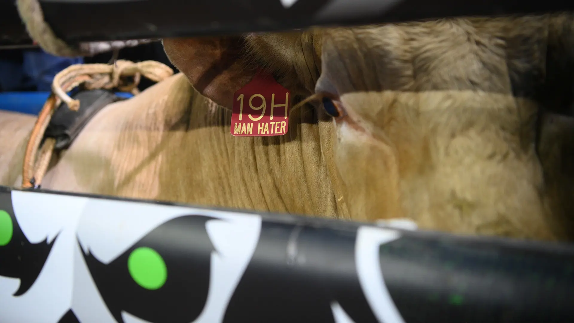 Man Hater: Man’s best friend, in memory