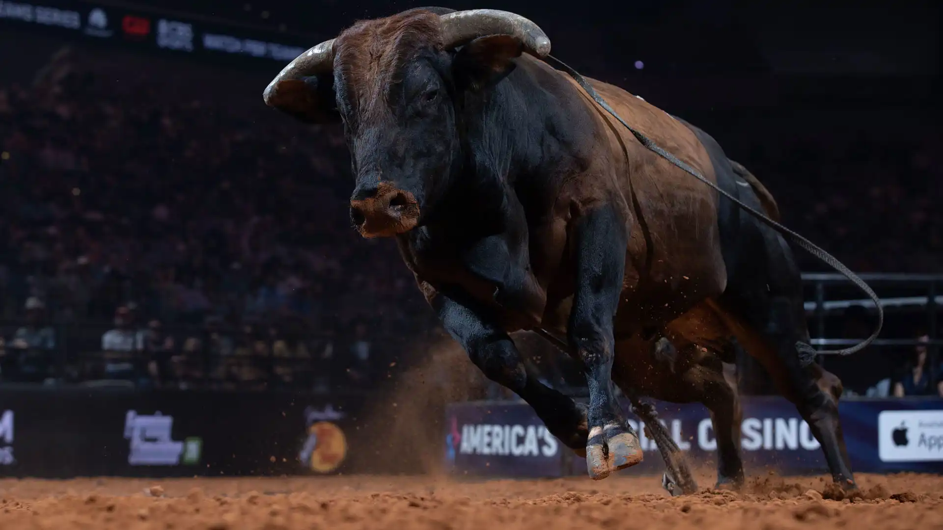 Mike's Motive: The gentleman, the workhorse and the bull rewriting the record books