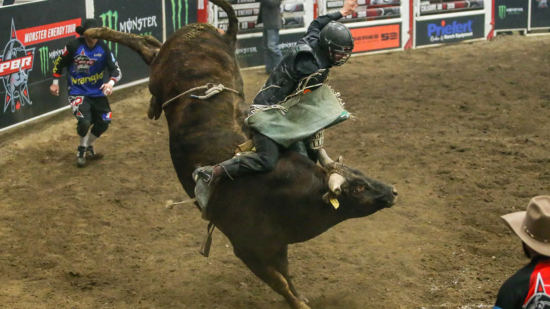 Shere Khan: king bull in Calgary