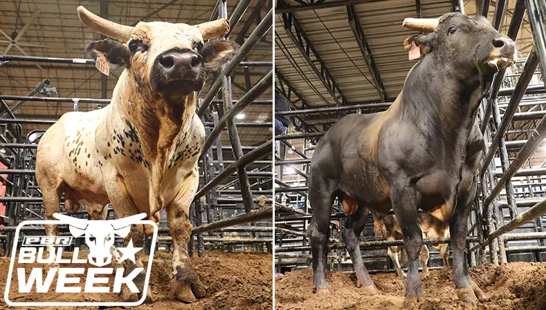 2020 YETI World Champion Bull contenders taking shape for stretch run